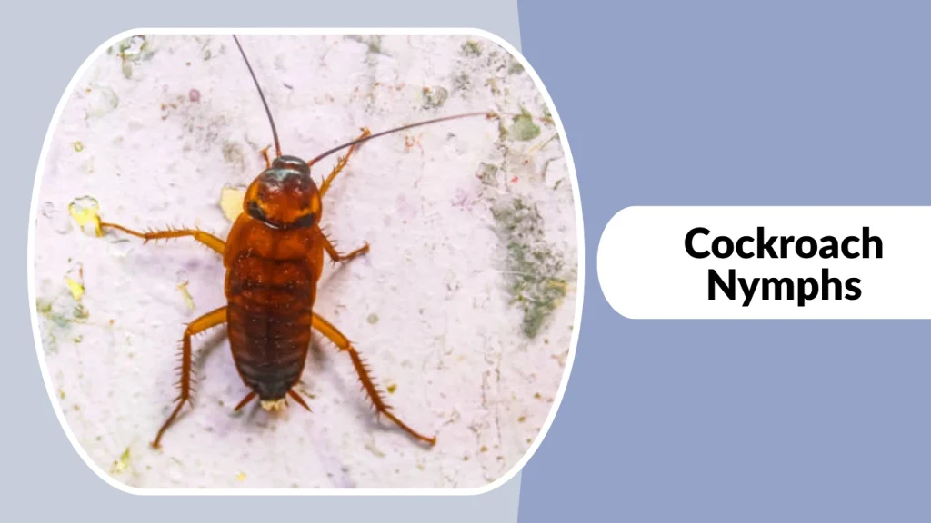 Cockroach Nymphs