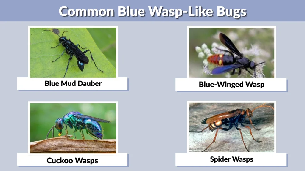 Common Blue Wasp-Like Bugs