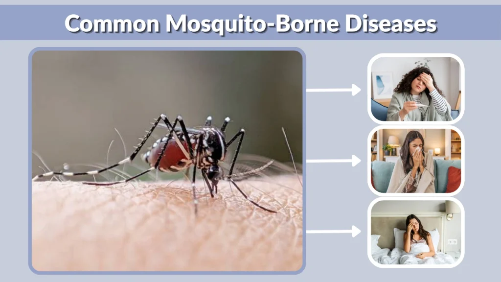 Common Mosquito-Borne Diseases
