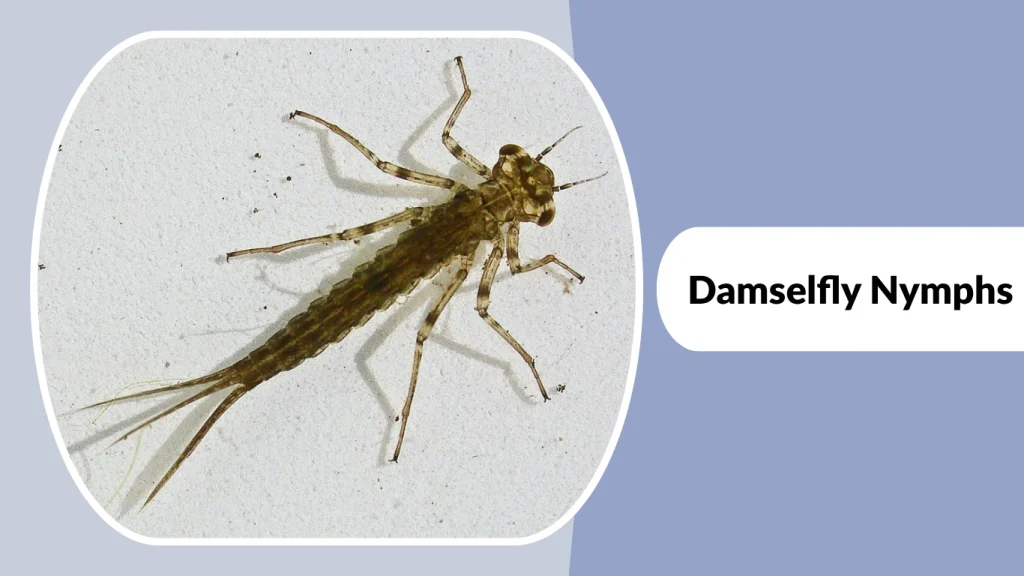 Damselfly Nymphs