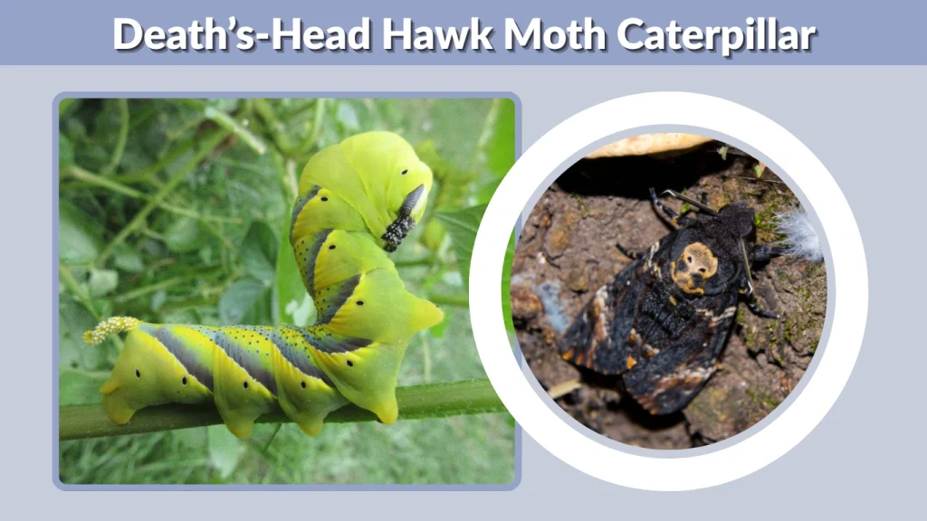Death Head Hawk Moth: Identification, Habitat, Facts & Life Cycle