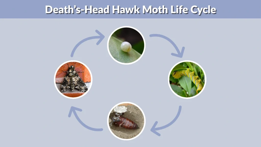 Death Head Hawk Moth: Identification, Habitat, Facts & Life Cycle