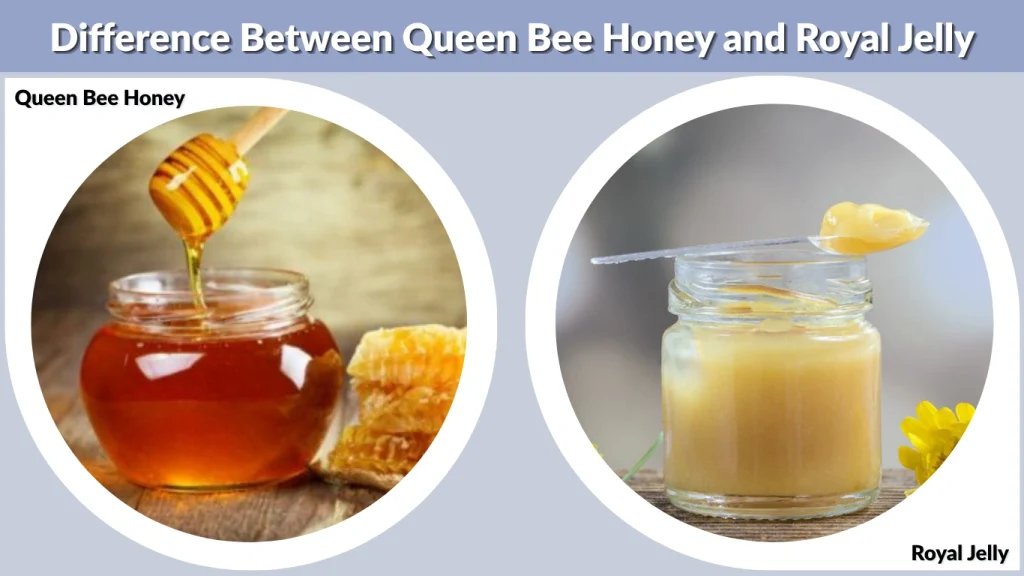 Difference Between Queen Bee Honey and Royal Jelly
