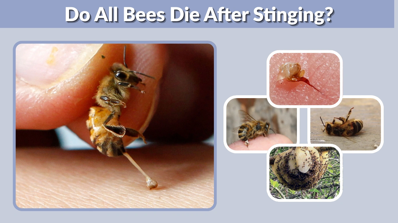 Do All Bees Die After Stinging Facts You Should Know