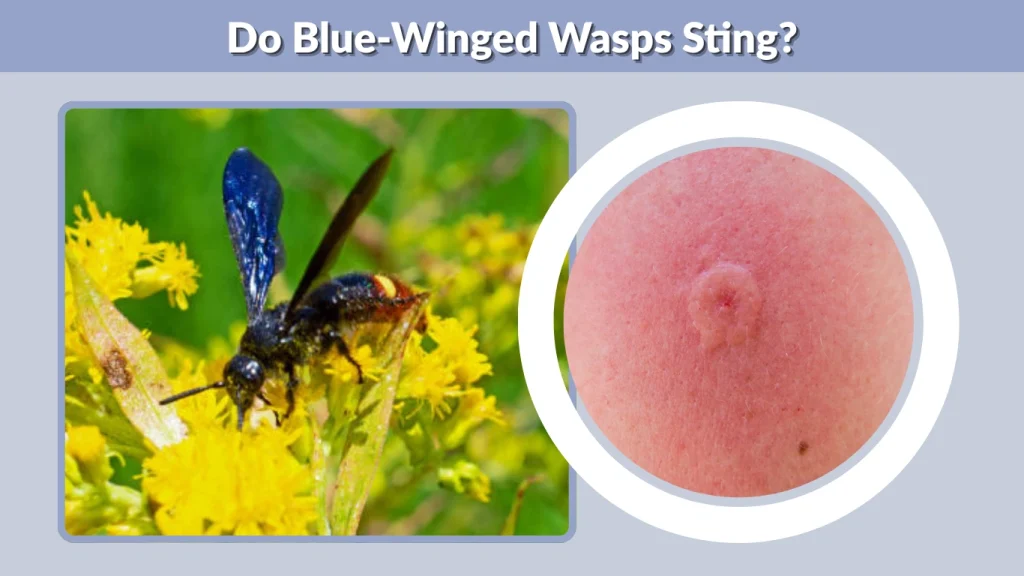 Do Blue-Winged Wasps Sting