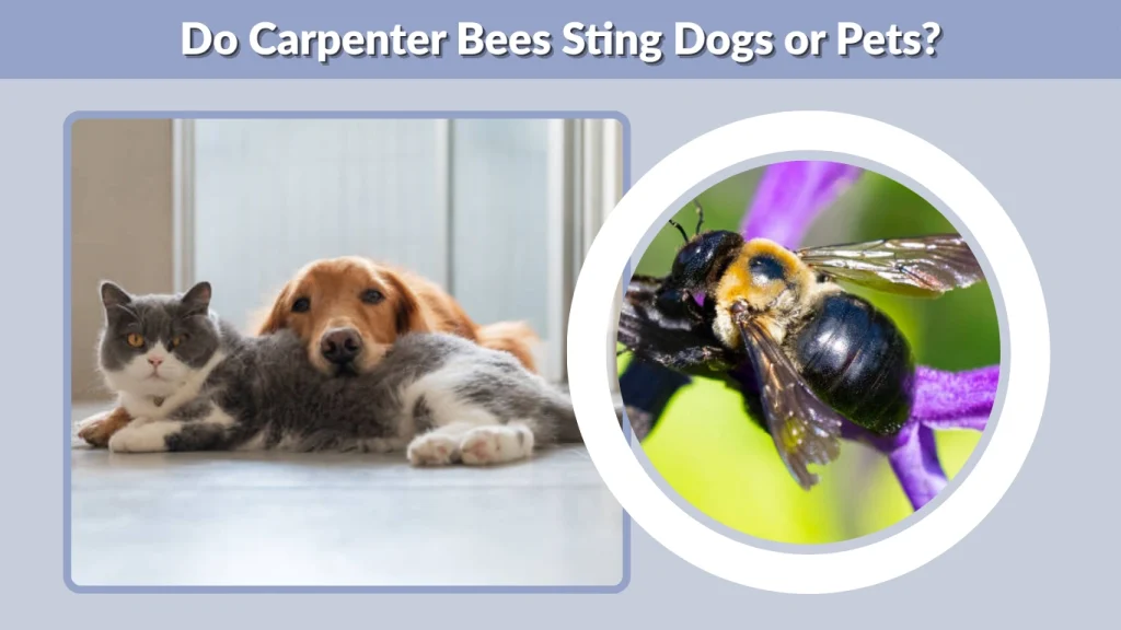 Do Carpenter Bees Sting Dogs or Pets
