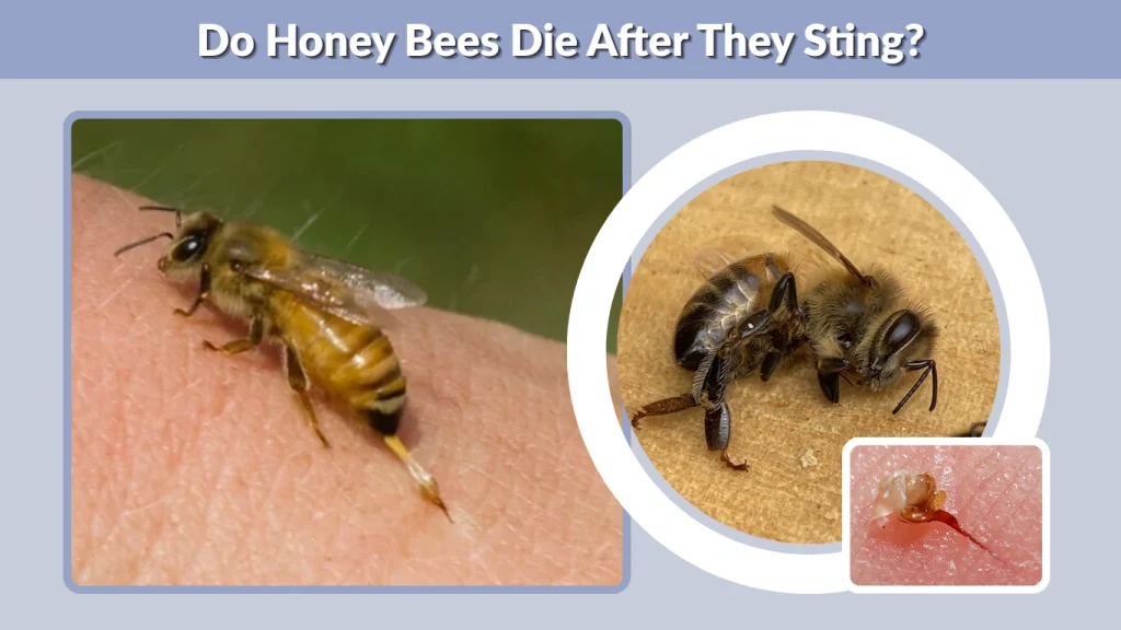 Do Honey Bees Die After They Sting