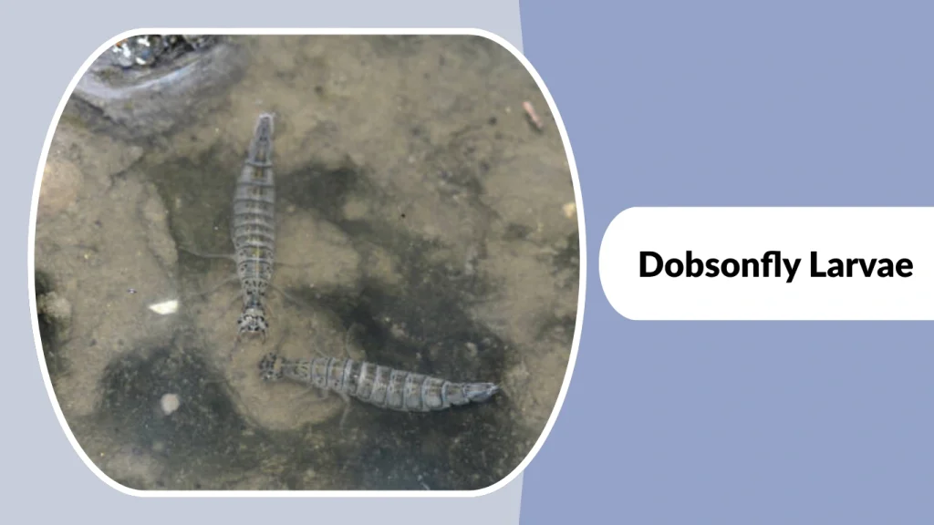 Dobsonfly Larvae