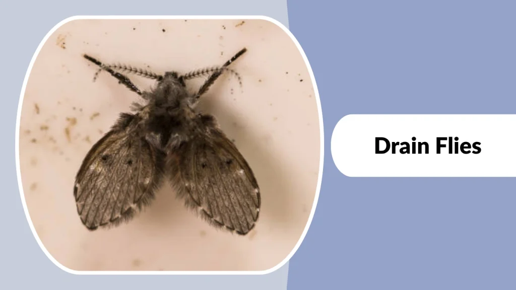 Drain Flies