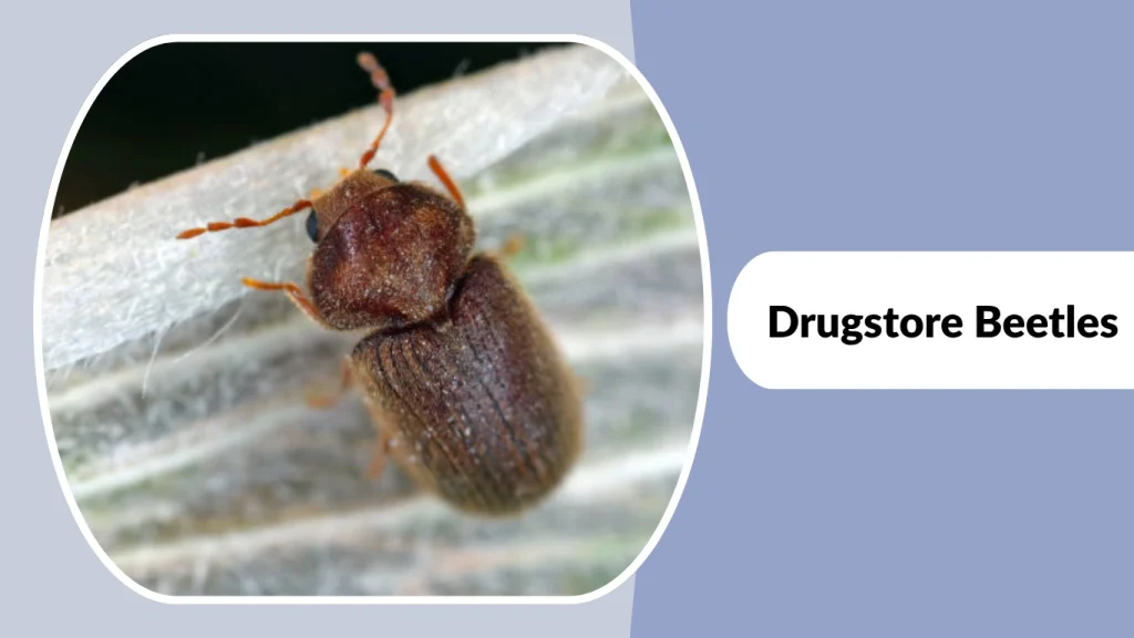 Drugstore Beetles