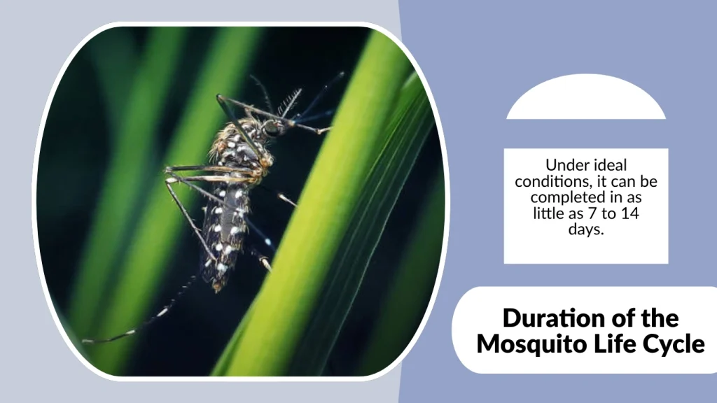 Duration of the Mosquito Life Cycle