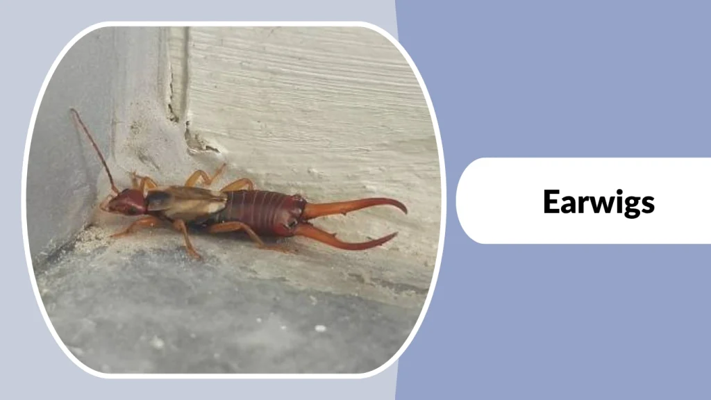 Earwigs