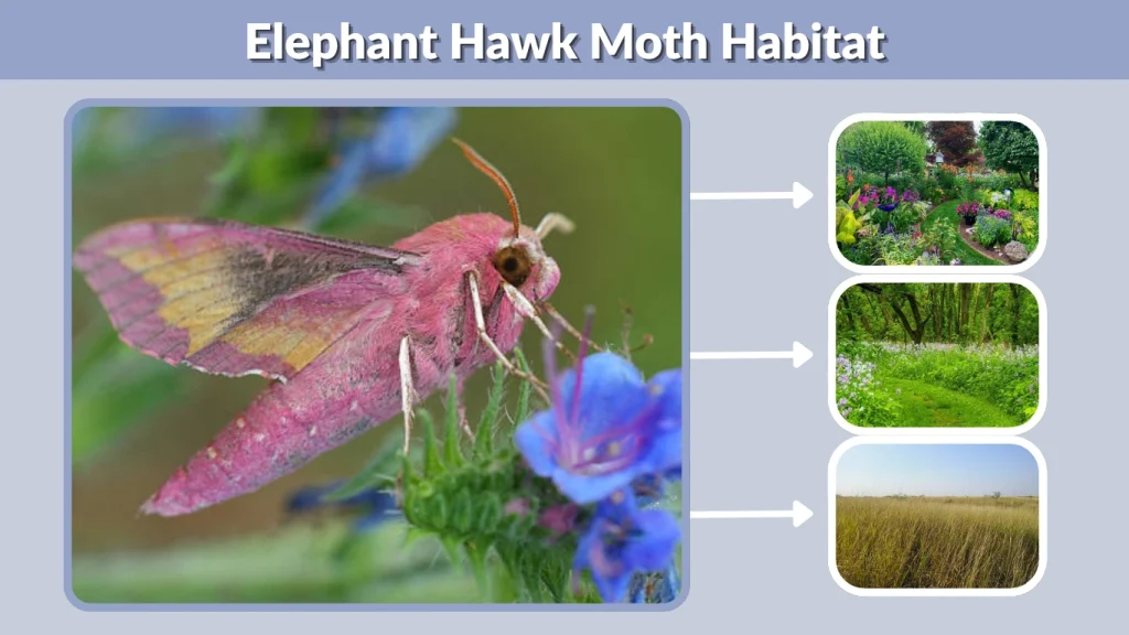 Elephant Hawk Moth Habitat