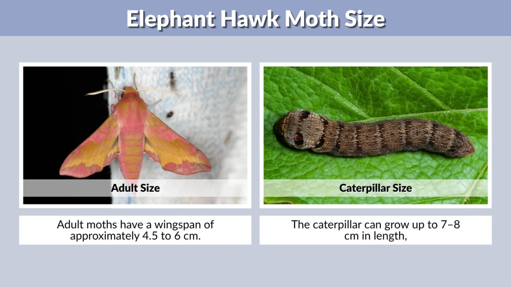 Elephant Hawk Moth: Facts, Habitat , Size, Life Cycle & Behavior