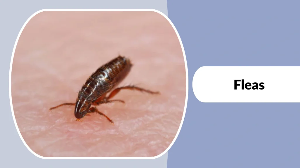 Fleas