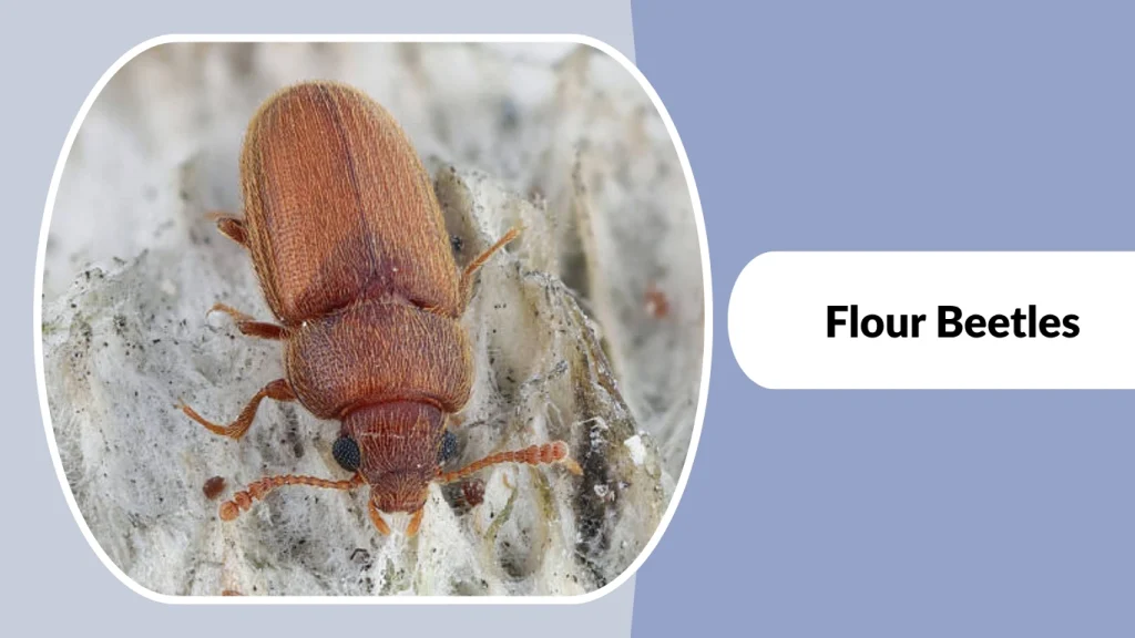 Flour Beetles