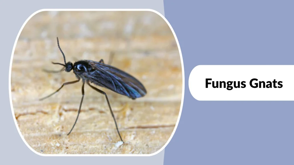 Fungus Gnats