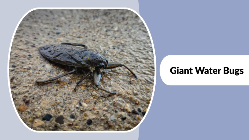 Giant Water Bugs