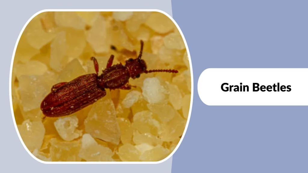 Grain Beetles