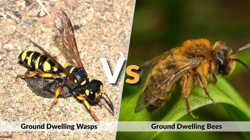 Ground Dwelling Wasps vs Bees