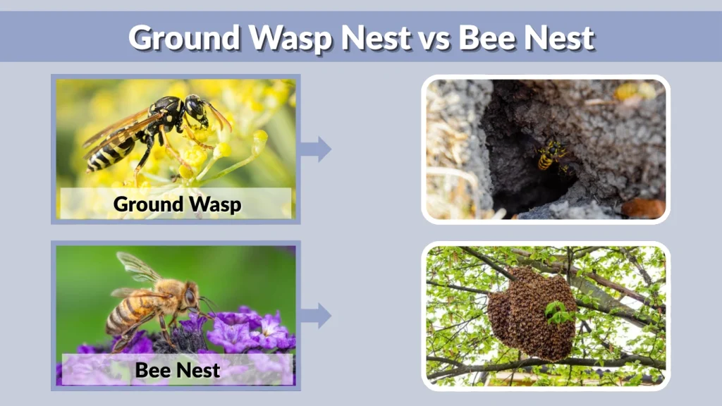 Ground Wasp Nest vs Bee Nest