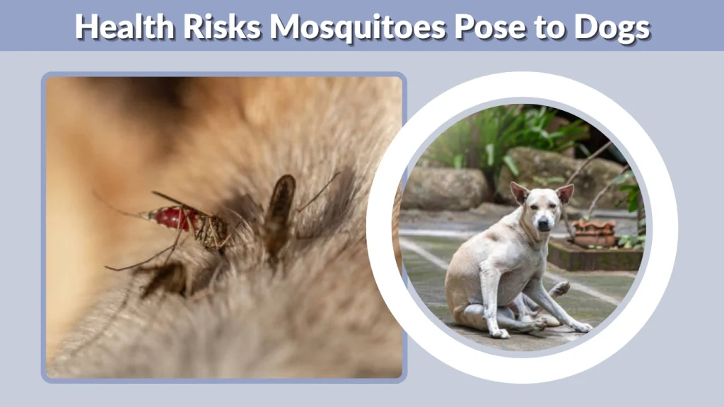 Health Risks Mosquitoes Pose to Dogs