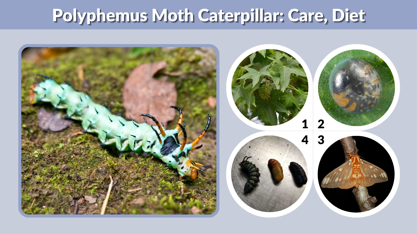 Hickory Horned Devil Facts, Habitat, Size and Life Cycle