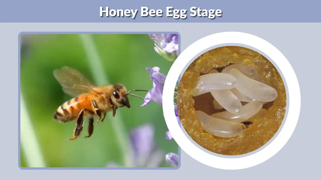 Honey Bee Egg Stage