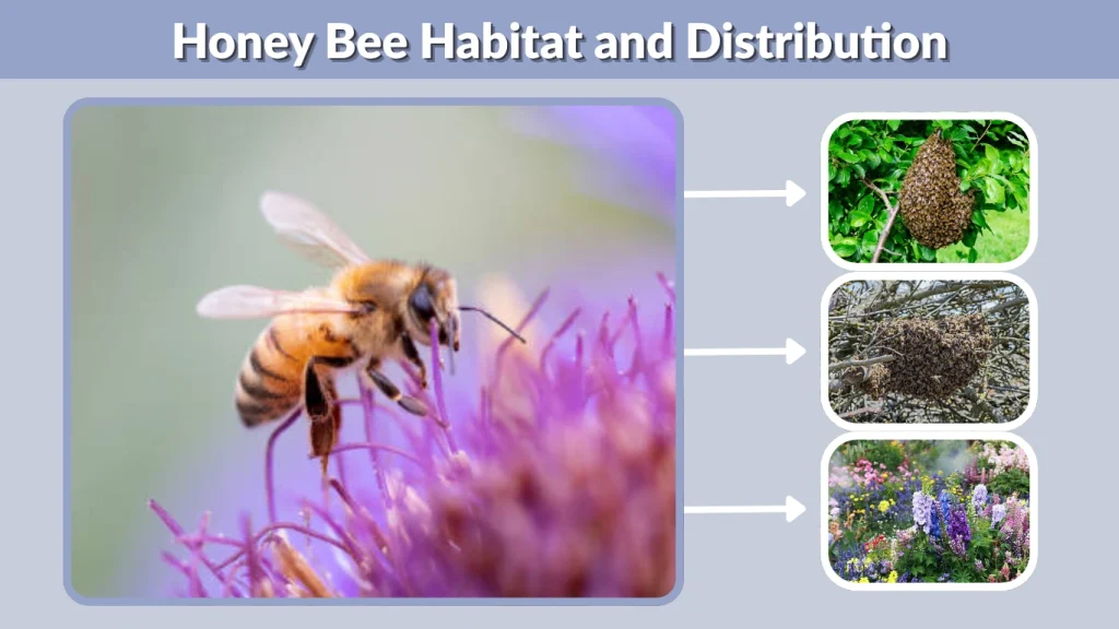 Honey Bee Habitat and Distribution