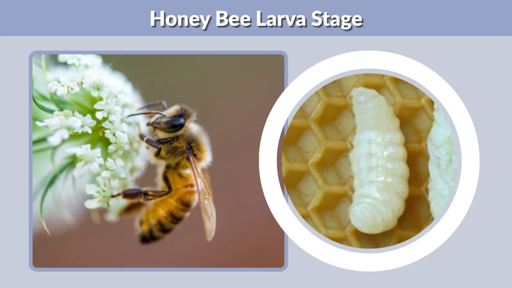 Honey Bee Larva Stage