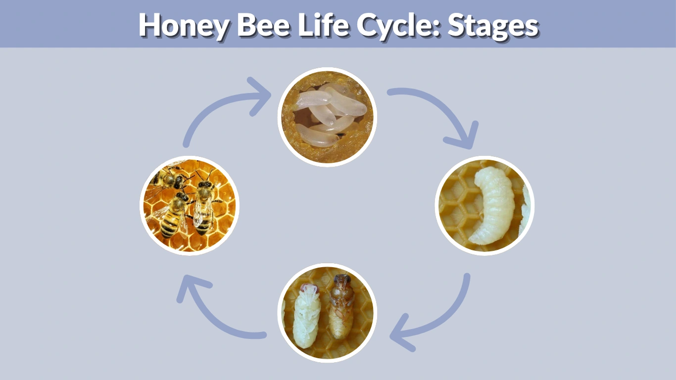 Honey Bee Life Cycle Stages, Duration & Complete Guide