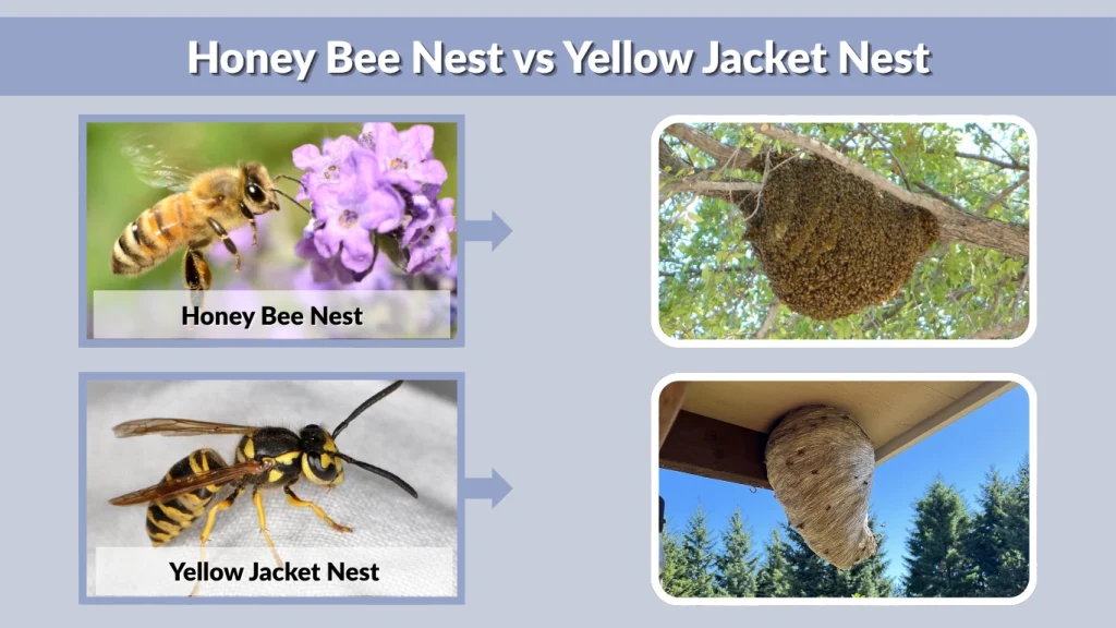 Honey Bee Nest vs Yellow Jacket Nest