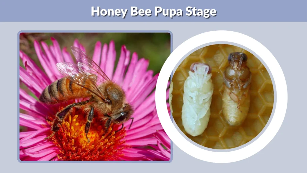 Honey Bee Pupa Stage