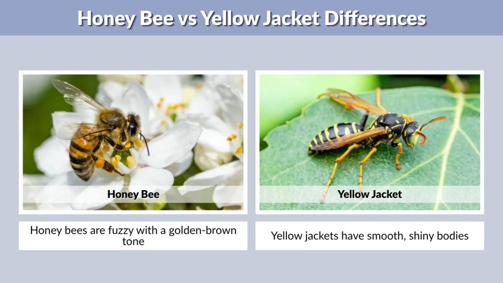 Honey Bee vs Yellow Jacket Differences