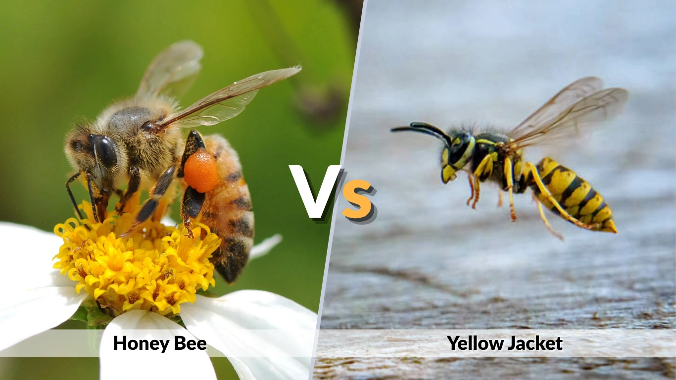Honey Bee vs Yellow Jacket Sting, Size and Behavior