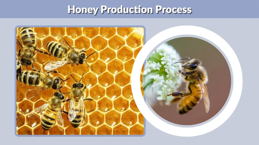 Honey Production Process