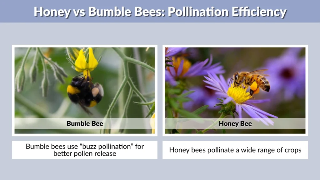 Honey vs Bumble Bees Pollination Efficiency