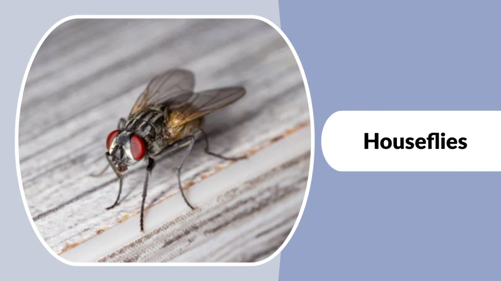 Houseflies