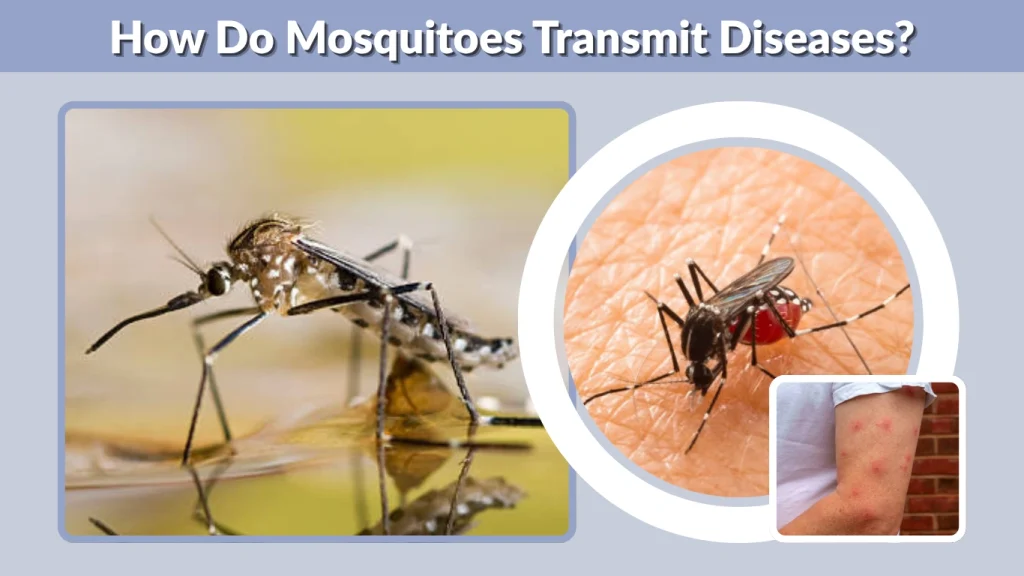 How Do Mosquitoes Transmit Diseases