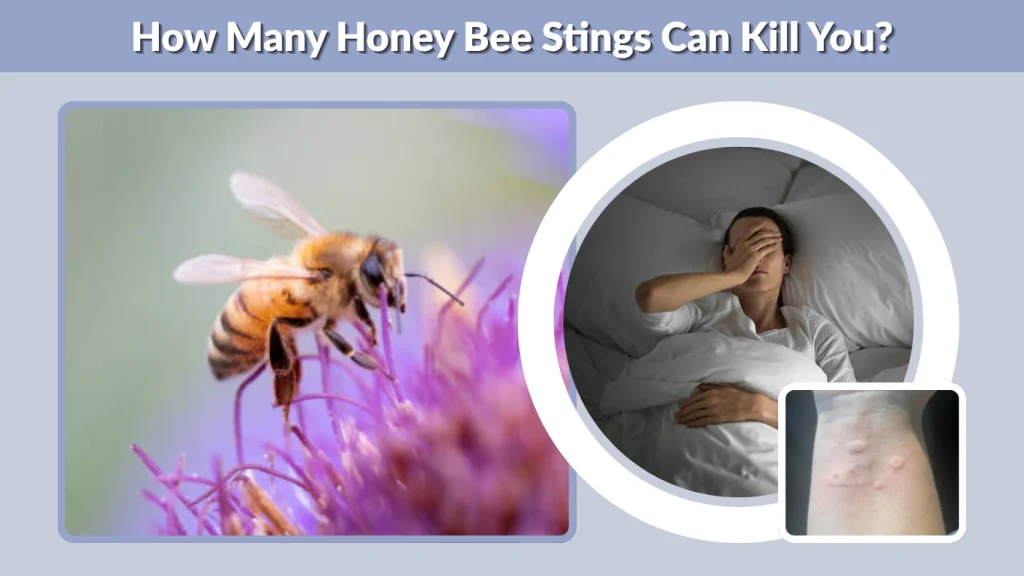 How Many Honey Bee Stings Can Kill You