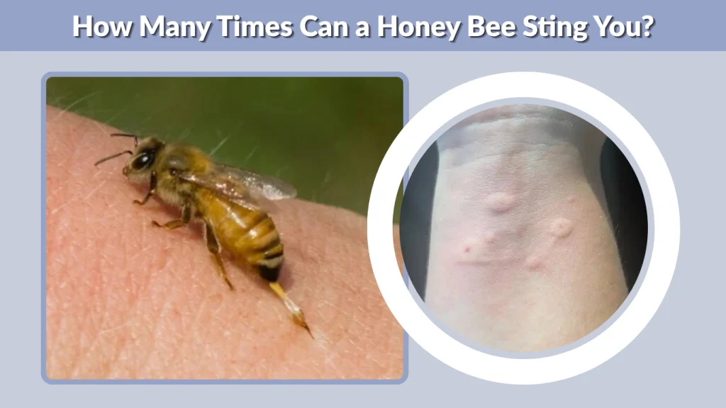 How Many Times Can a Honey Bee Sting You