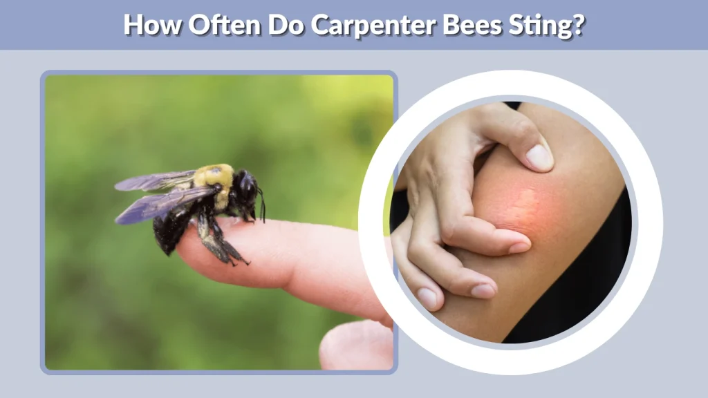 How Often Do Carpenter Bees Sting