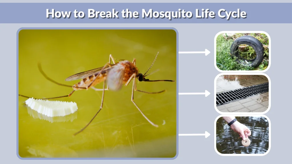 How to Break the Mosquito Life Cycle