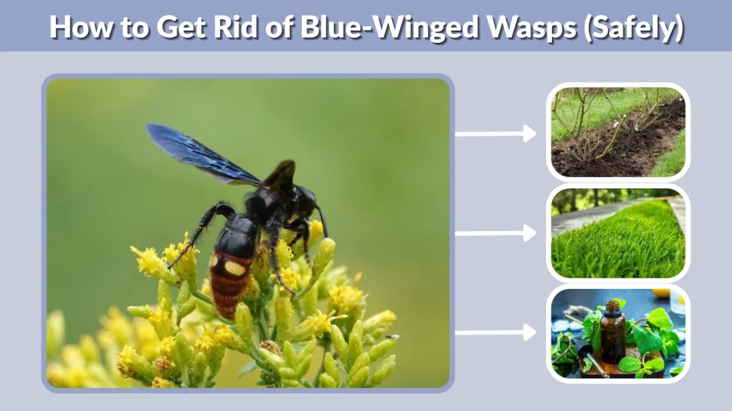 How to Get Rid of Blue-Winged Wasps (Safely)