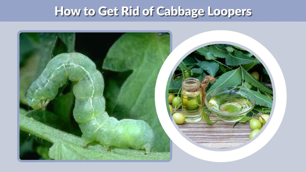 How to Get Rid of Cabbage Loopers