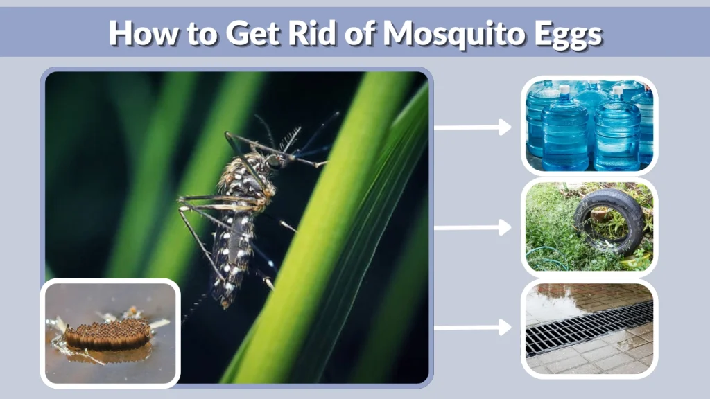 How to Get Rid of Mosquito Eggs
