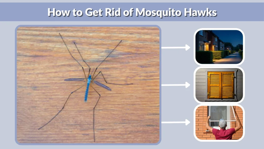 How To Get Rid Of Hawks