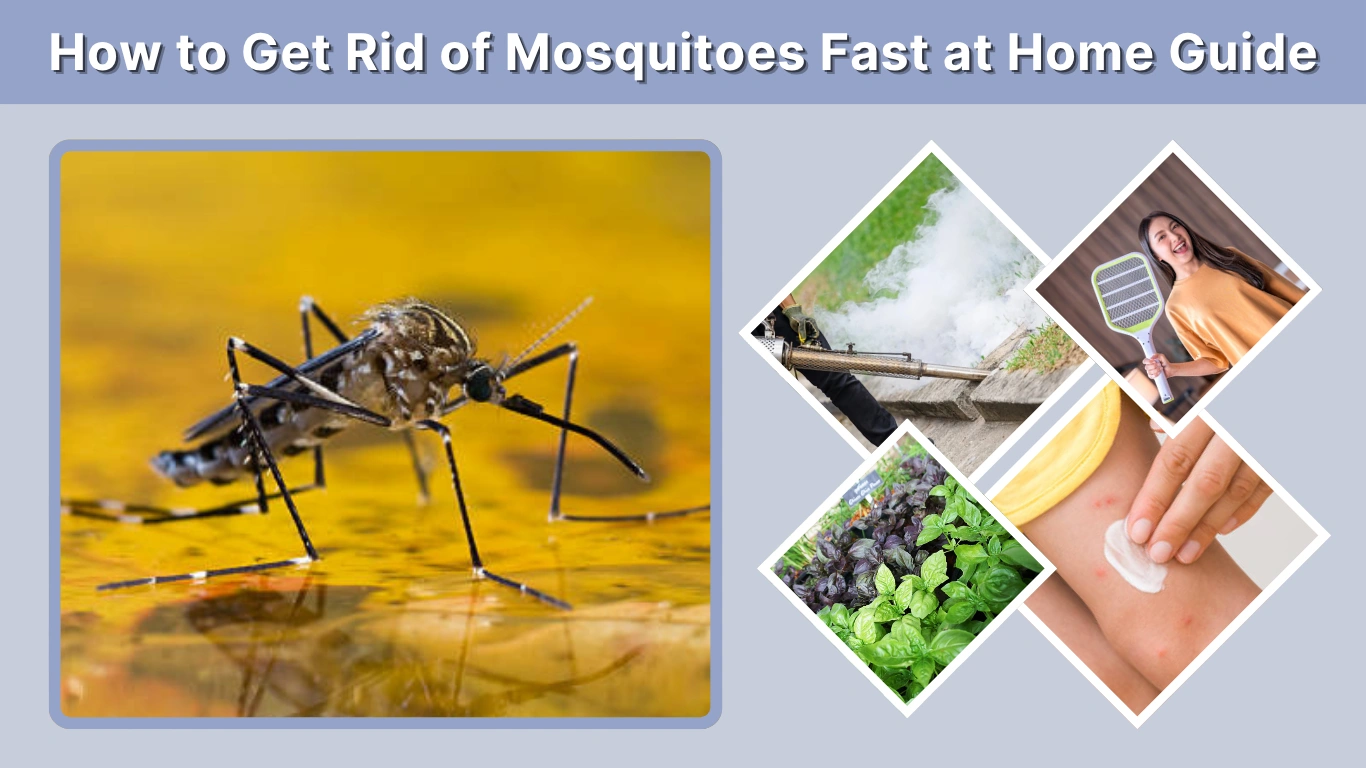 How to Get Rid of Mosquitoes Fast at Home Guide