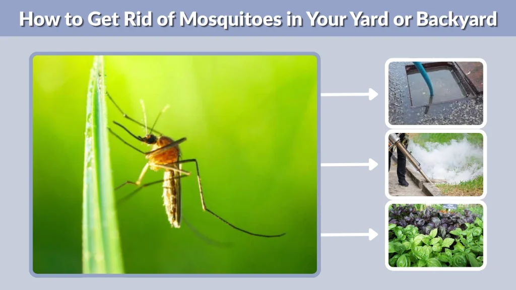 How to Get Rid of Mosquitoes in Your Yard or Backyard