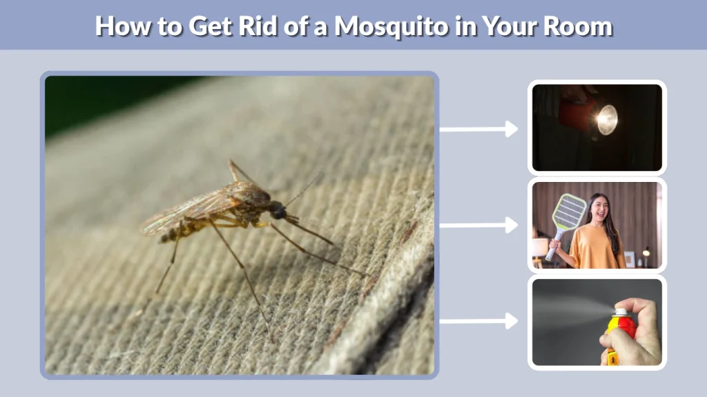 How to Get Rid of a Mosquito in Your Room